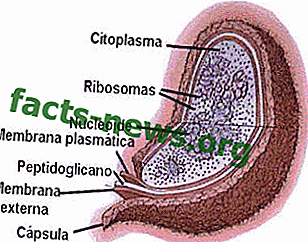 Определение на прокариотна клетка