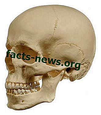 Определение черепа
