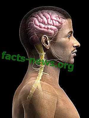 Neiroanatomijas definīcija