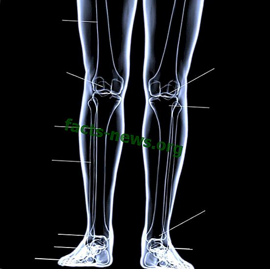 تعريف عظام الساق
