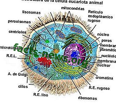 تعريف الخلية الحيوانية