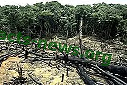 Определение за обезлесяване