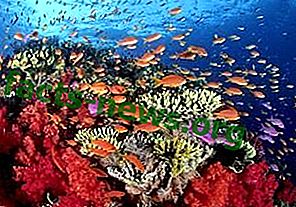 تعريف الشعاب المرجانية